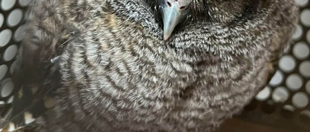 IGUAZÚ: Rescatan una lechuza pichón y la trasladan al refugio Güira Oga