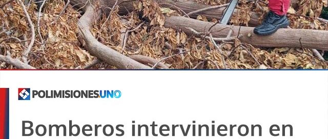 Bomberos intervinieron en Aristóbulo del Valle tras la caída de un árbol sobre una vivienda
